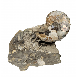 Hoploscaphites nicoletti