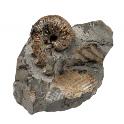 Hoploscaphites nodosus