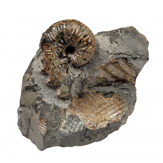 Hoploscaphites nodosus