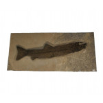 Notogoneus osculus
