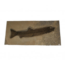 Notogoneus osculus