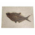 diplomystus dentatus