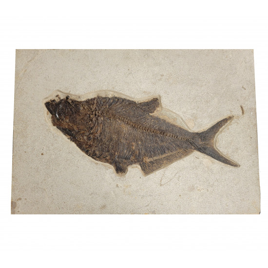 diplomystus dentatus