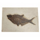 diplomystus dentatus