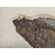 diplomystus dentatus