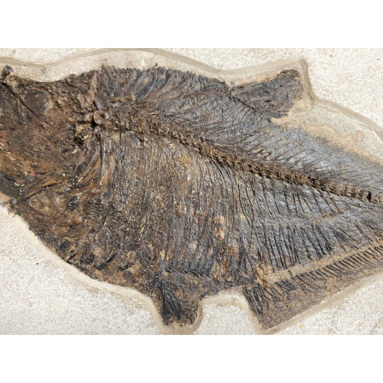 diplomystus dentatus