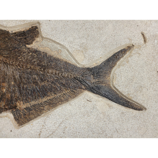 diplomystus dentatus