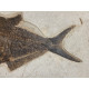 diplomystus dentatus