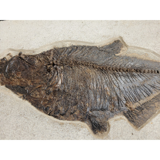 diplomystus dentatus