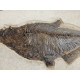diplomystus dentatus