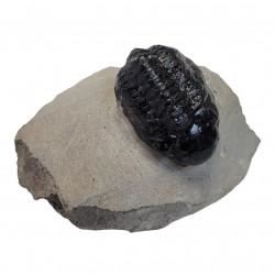 Reedops cephalotes