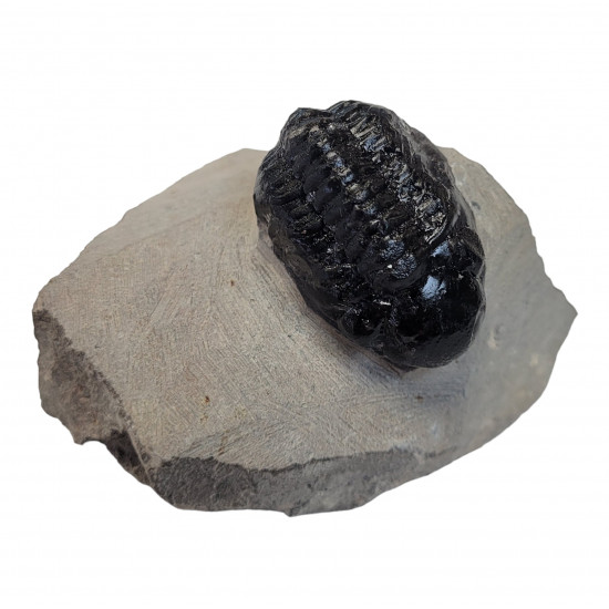 Reedops cephalotes
