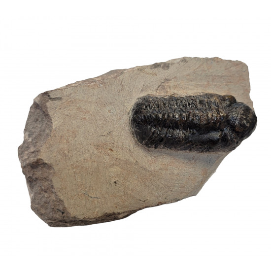 Reedops cephalotes