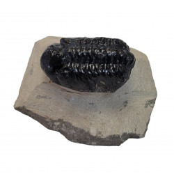 Reedops cephalotes