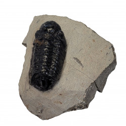 Reedops cephalotes