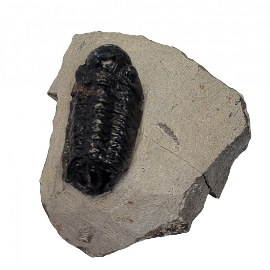 Reedops cephalotes