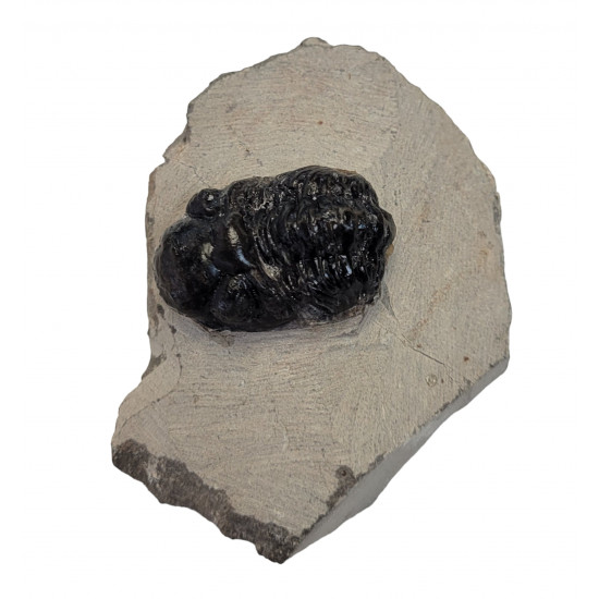 Reedops cephalotes