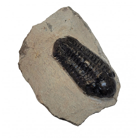 Reedops cephalotes