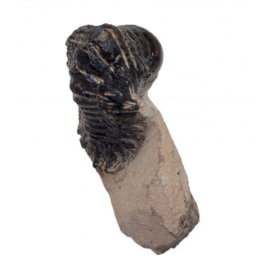 Crotalocephalus gibbus