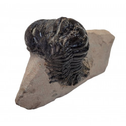 Crotalocephalus gibbus
