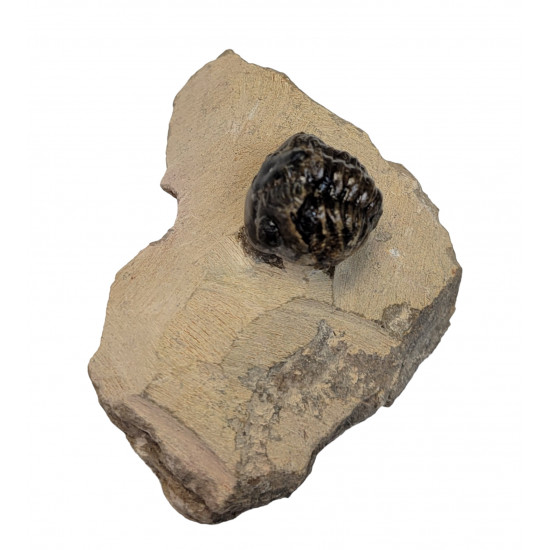 Reedops cephalotes