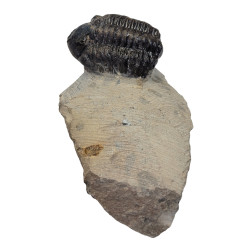 Reedops cephalotes