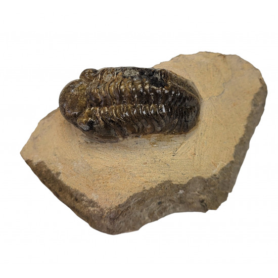 Reedops cephalotes