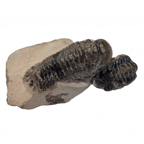 Reedops cephalotes et crotalocephalus gibbus