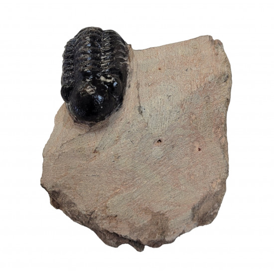 Reedops cephalotes