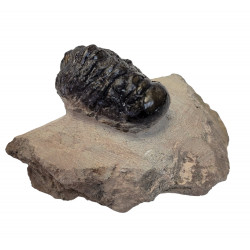 Crotalocephalus gibbus