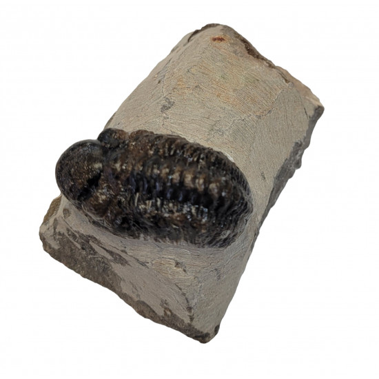Reedops cephalotes