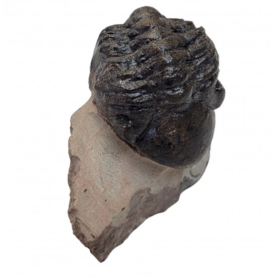 Reedops cephalotes