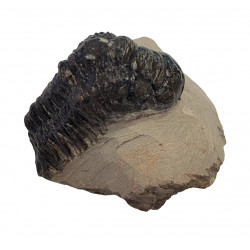Crotalocephalus gibbus