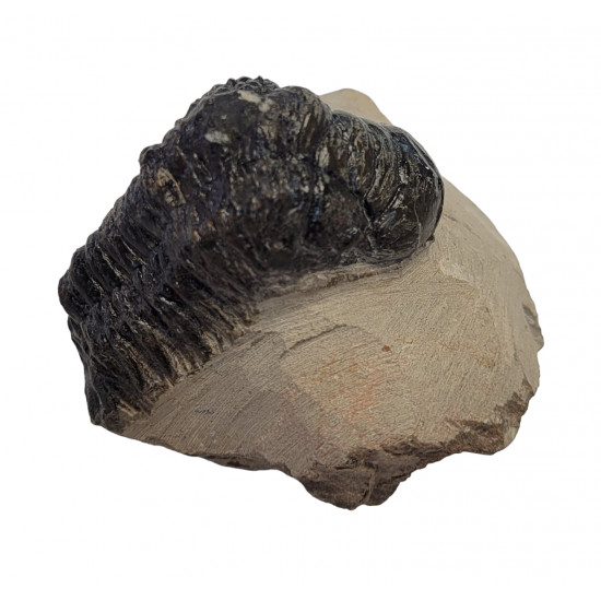 Crotalocephalus gibbus