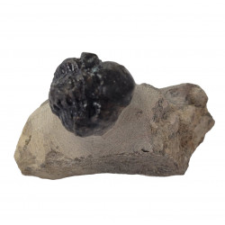 Reedops cephalotes