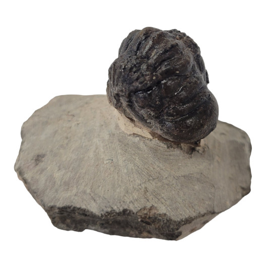 Crotalocephalus gibbus