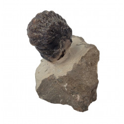Crotalocephalus gibbus