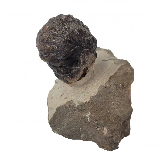 Crotalocephalus gibbus