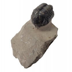 Reedops cephalotes