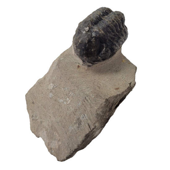 Reedops cephalotes
