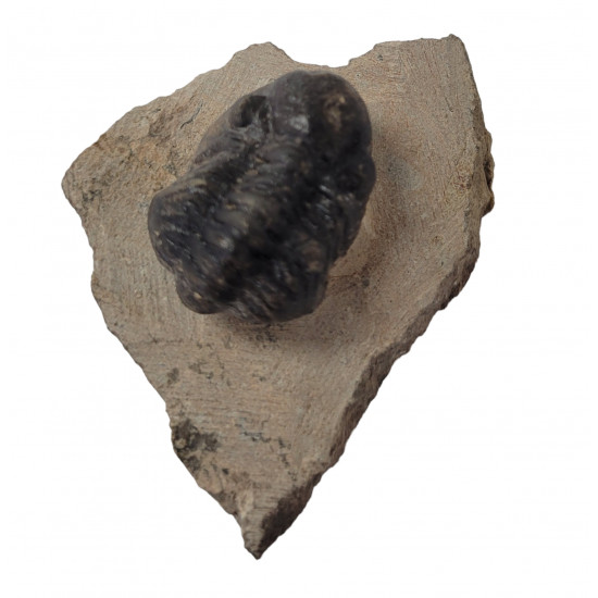 Reedops cephalotes
