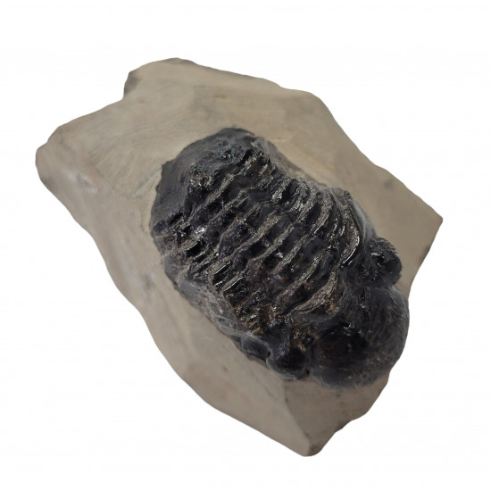 Reedops cephalotes