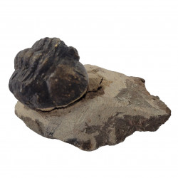 Reedops cephalotes