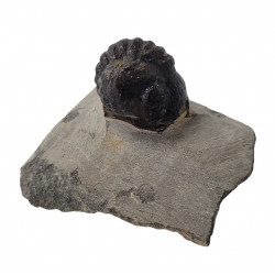 Reedops cephalotes