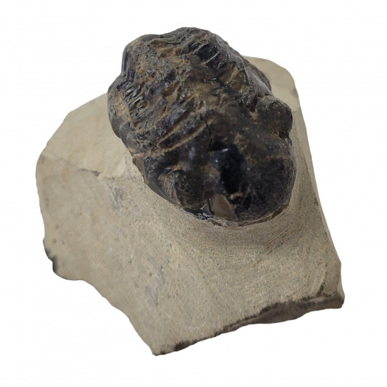 Reedops cephalotes