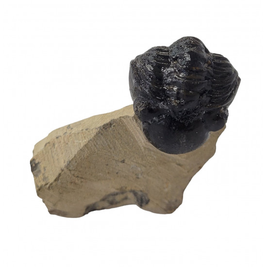Reedops cephalotes