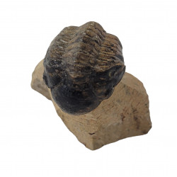 Reedops cephalotes