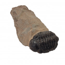 Reedops cephalotes