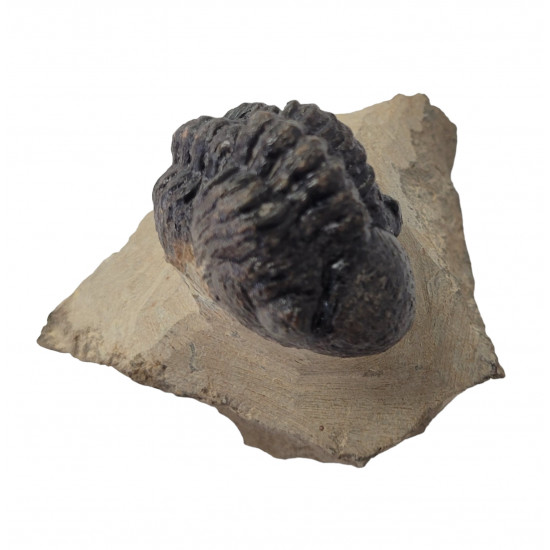 Reedops cephalotes
