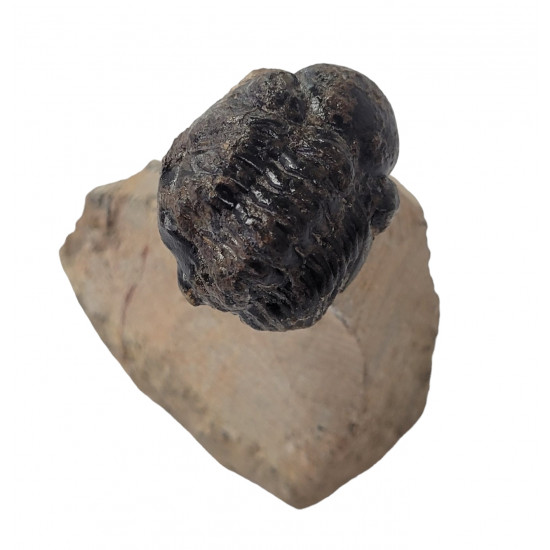 Reedops cephalotes